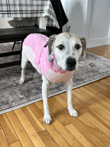 Maycee in her Lepelet Dog Coat